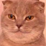 cat3.png