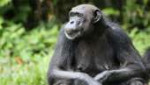 chimpanzeefemale600.jpg