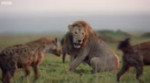 Lion Attacked by Pack of Hyenas - FULL CLIP (with ending)  [...].mp4