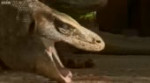 варан орёт.webm
