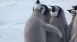 Ricardo Milos - Penguin Protector.webm