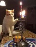15443031782580.gif