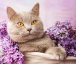 2017AnimalsCatsBeautifulBritishcatwithlilacflowers116288.jpg