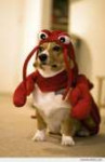 Lobster-Dogo23940.jpg