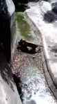тигр утащил человека.webm