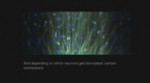 neurons.webm