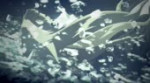 1553276001288.webm