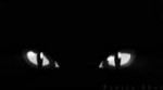 15533796703390.webm