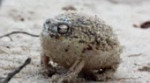 angry squeaking frog Joseph Joestar.mp4