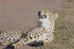 laughing-cheetah-janet-ogren.jpg