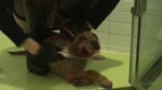 1522860458108.webm