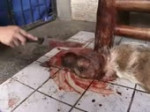 15496479581520.webm
