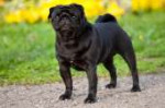 mops[1].jpg