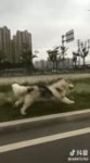 Пёс бежит под Карпа.webm