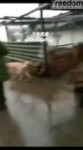 1554161279646.webm