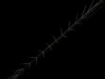 ультрофиолет.webm
