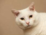 www.GetBg.netAnimalsCatsSeriouswhitecatwithyelloweyes046958.jpg