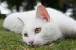 www.GetBg.netAnimalsCatsBeautifulwhitecatrestingonthegrass0[...].jpg