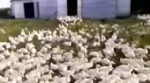 Гуси утки на старт.webm