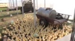 Утки стройся.mp4