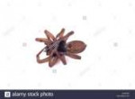 a-dead-wolf-spider-on-its-back-X1MYXK.jpg