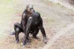1280px-Bonobosexualbehavior1.jpg
