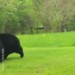 Two bears tangle in Frankford Township (720p) (via Skyload).mp4