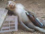 Drunk-Monkey-Funny-Picture.jpg