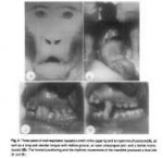 mouth-breathing-experiment-with-monkeys[1].png