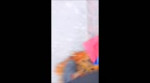 15581778840570.webm