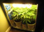 growbox-500x375.jpg
