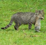 CATS-articleLarge[1].jpg