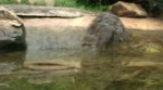 Кот-рыболов.mp4