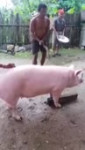 15638129940593.webm