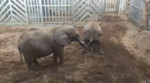 A very inquisitive elephant!.webm