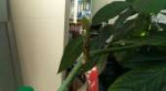 IMG-20190911-WA0002.jpeg