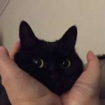 image.jpeg