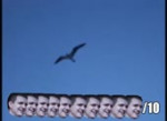 08de63b035c03fc57f891589be750b45.webm