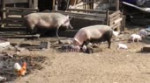 приусадебное хозяйство.mp4