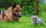 cat-&-dog-wallpapers-25420-2187422.jpg