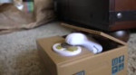 cat3.webm