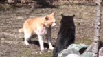 Cat Fight.webm