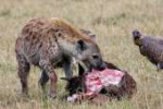 hyena eating.jpg