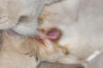 image41197.jpg