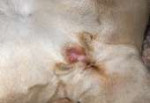 SatisfiedCat.JPG