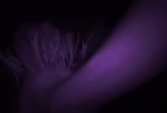 GreatfemaleostrichfistingvideoHB.mp4
