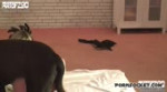 15726947001890.mp4