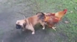 мопс и петух.mp4