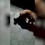 catdog.mp4