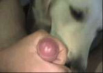 konchaetnasobaku.gif
